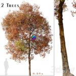 مدل سه‌بعدی درخت گلابی آمریکایی با طراحی طبیعی | Set of American Sweet Gum Tree