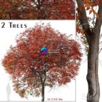مدل سه‌بعدی درخت چینی پیستاشیو با برگ‌های پاییزی | Set of Chinese Pistache Tree