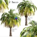 مدل سه‌بعدی درخت نخل دکوری پیگمی | Set of Pygmy Date Palm Trees