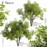 مدل سه‌بعدی درختان روبینیا با طراحی طبیعی | Set of Robinia Pseudoacacia Trees 0
