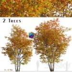 مدل سه‌بعدی درخت افرا نقره‌ای با طراحی طبیعی | Set of Silver Maple Tree