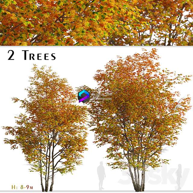 Set of Silver Maple Tree