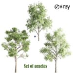 مدل سه‌بعدی درختان آکاسیا تزئینی | Set of acacias 0