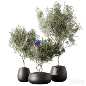 Set of indoor living plants in pots 13 0