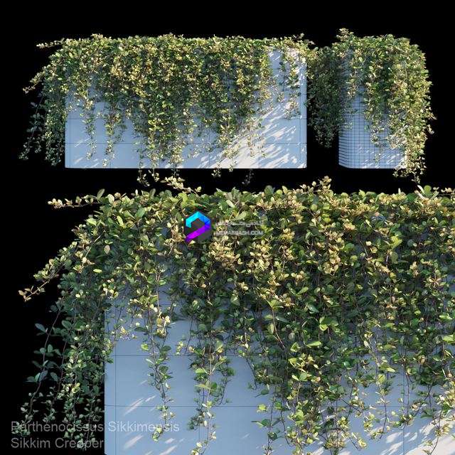 مدل سه‌بعدی گیاه رونده Sikkim Creeper