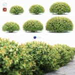 مدل سه‌بعدی درختچه تزئینی Spiraea Japonica | Spiraea japonica