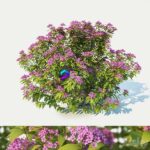 مدل سه‌بعدی درختچه اسپیرا با گل‌های صورتی | Spirea Japonica Large