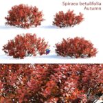 مدل سه‌بعدی درختچه اسپیرئا با رنگ‌های پاییزی | Spirea betulifolia Autumn