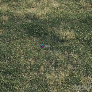 Spring meadow grass