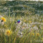 مدل سه‌بعدی چمن بهاری با گل‌های زرد و سفید | Spring summer field grass with white and yellow dandelions