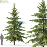 مدل سه‌بعدی درخت صنوبر با ارتفاع 6.7 متر | Spruce 002 0