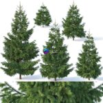 مدل سه‌بعدی درخت کاج تزئینی | Spruce 1 Six