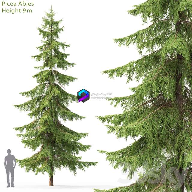 Spruce 4