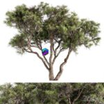 مدل سه‌بعدی درخت کاج سنگی | Stone Pine Tree Set 190 0