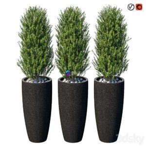Street bushes in pots VI