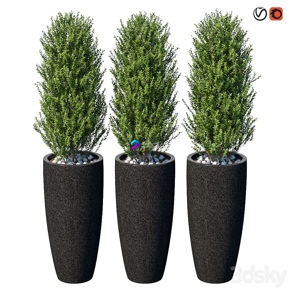 Street bushes in pots VI