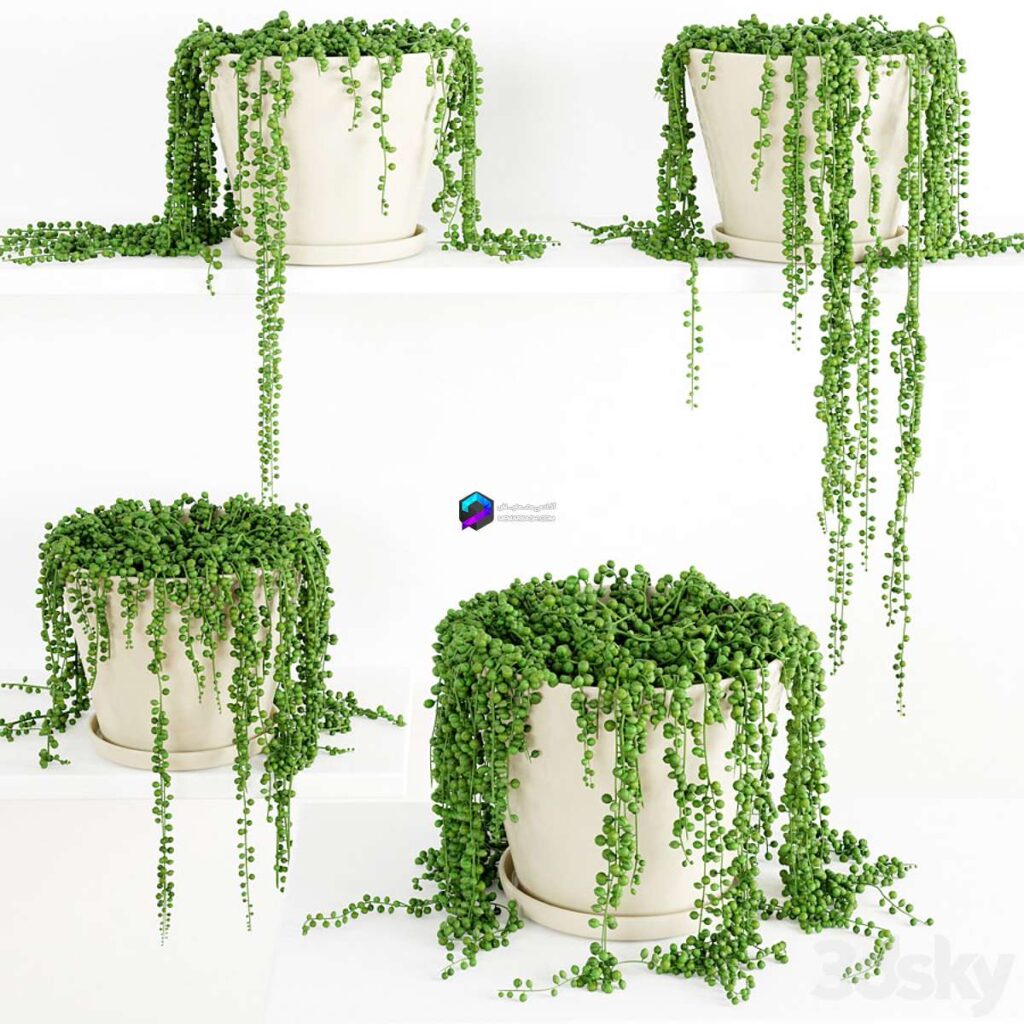 مدل سه‌بعدی گیاه آویز String Of Pearls