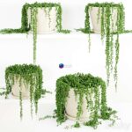 مدل سه‌بعدی گیاه آویز String Of Pearls | String Of Pearls Plant 3