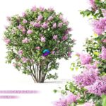 مدل سه‌بعدی درخت یاس بنفش (Syringa Vulgaris) | Syringa lilac 0