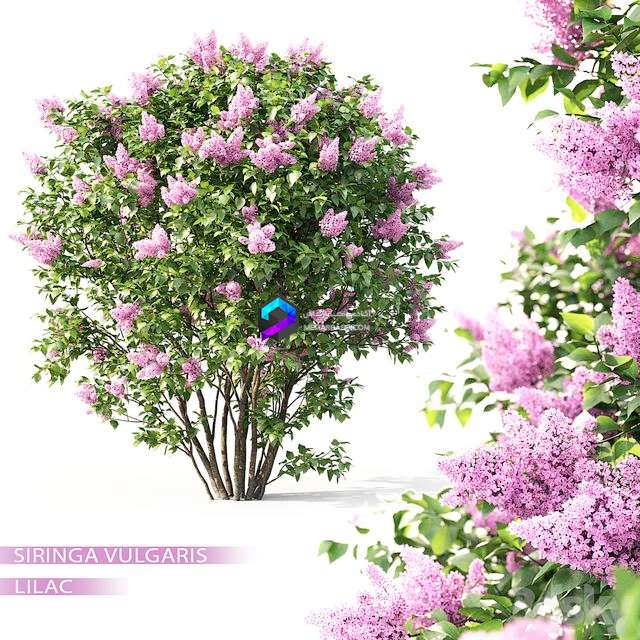مدل سه‌بعدی درخت یاس بنفش (Syringa Vulgaris)