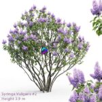مدل سه‌بعدی درخت یاس بنفش با ارتفاع ۳.۹ متر | Syringa vulgaris 2 0