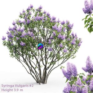 Syringa vulgaris # 2 0