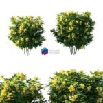 مدل سه‌بعدی درخت تکوما با گل‌های زرد | Tecoma stans tree 0