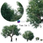 مدل سه‌بعدی درخت تزئینی با شاخ و برگ انبوه | Thee set 5 0