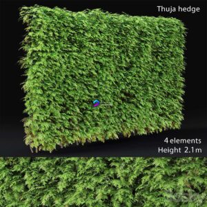 Thuja hedge