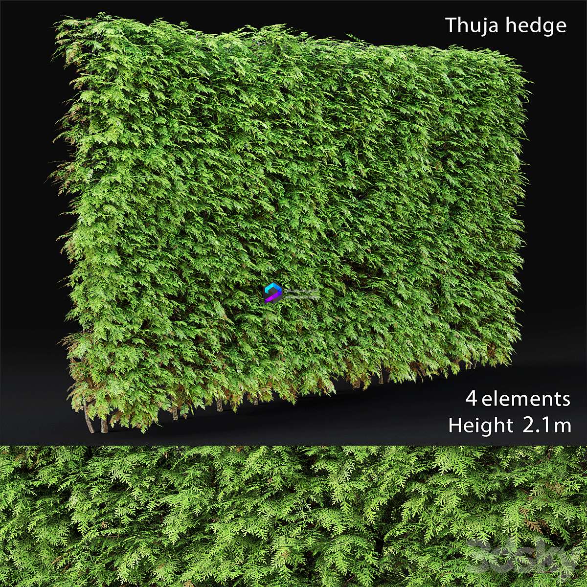 Thuja hedge