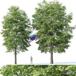 مدل سه‌بعدی درخت لیلکی تزئینی | Tilia Europaea 4