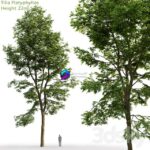 مدل سه‌بعدی درخت لیندن با ارتفاع ۲۲ متر | Tilia Platyphyllos 01