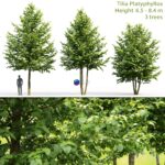 مدل سه‌بعدی درخت لیلکی با طراحی طبیعی | Tilia platyphyllos