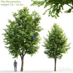 مدل سه‌بعدی درخت لیلکی با ارتفاع مناسب | Tilia platyphyllos 3