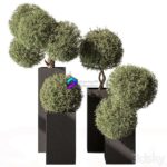مدل سه‌بعدی گیاه تزیینی با جعبه مدرن | Topiary Plant in Box Outdoor Plants 445