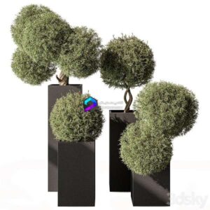 Topiary Plant in Box Outdoor Plants 445
