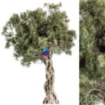 مدل سه‌بعدی درخت زیتون با طراحی طبیعی | Tree Olive Set 193 0