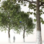 مدل سه‌بعدی درختان تزئینی با طراحی طبیعی | Trees 2