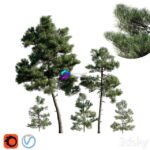 مدل سه‌بعدی درخت کاج ترکی Calabrian | Turkish Pine Calabrian Pinus brutia Set 0