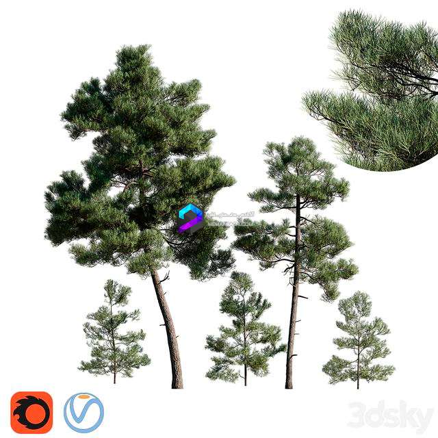 Turkish Pine (Calabrian) Pinus brutia Set 0
