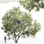 مدل سه‌بعدی درخت آکاسیا سفید با ارتفاع 9.5 متر | White Acacia Robinia Pseudoacacia 5 9.5m 0