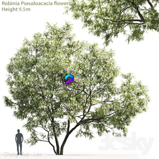 White Acacia Robinia Pseudoacacia # 5 (9.5m) 0