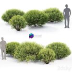 مدل سه‌بعدی درختچه تزئینی سبز | Willow 1