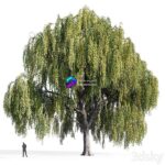 مدل سه‌بعدی درخت بید مجنون طبیعی | Willow Salix Willow