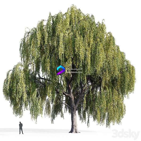 Willow Salix Willow