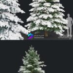 مدل سه‌بعدی درخت کاج زمستانی | Winter spruce