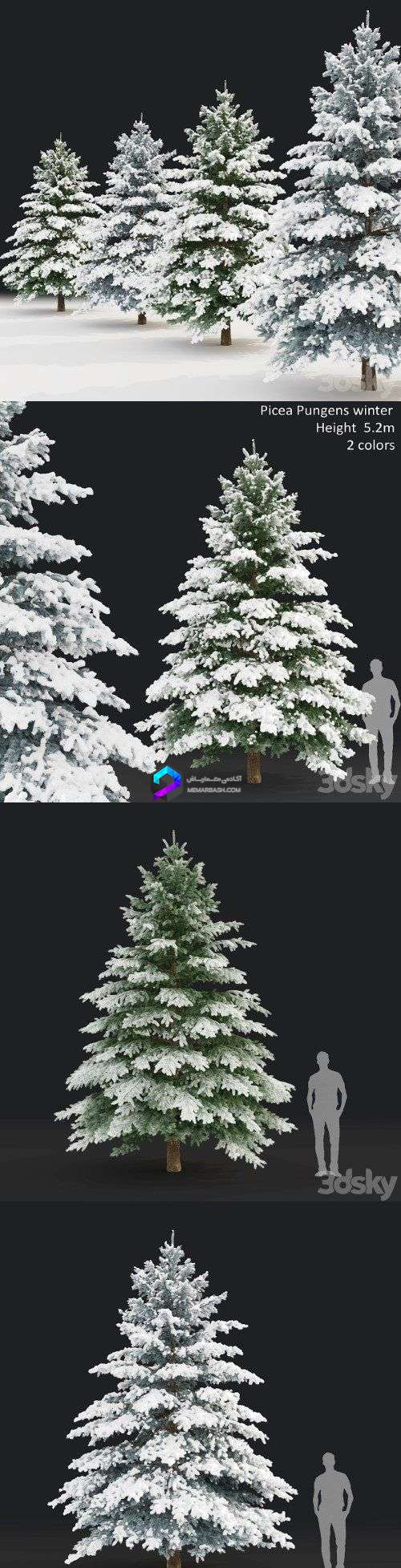 Winter spruce