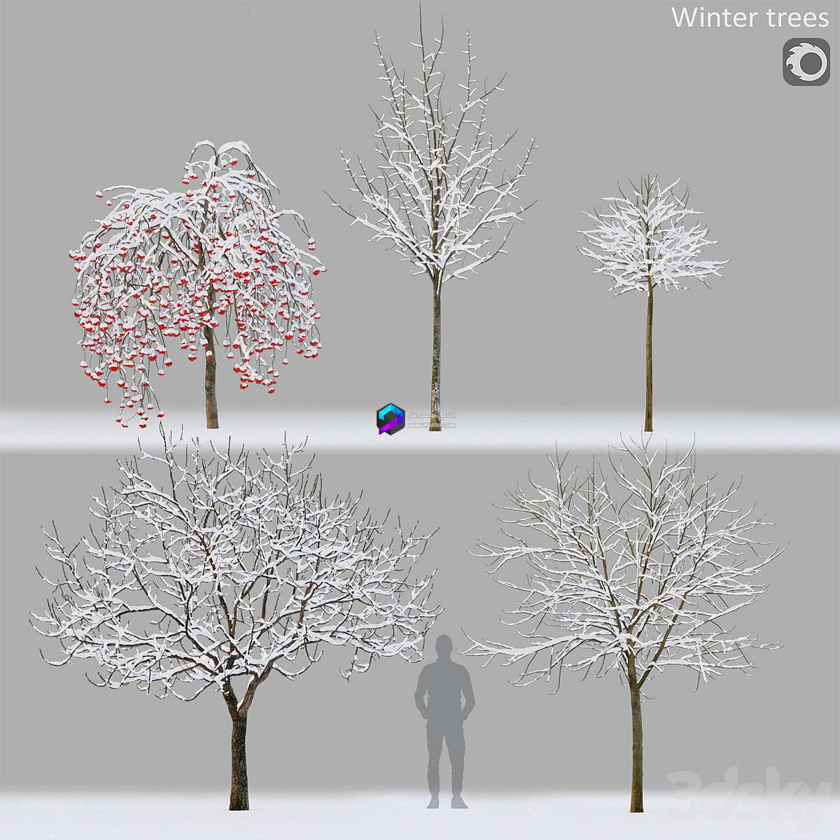 Winter trees 1