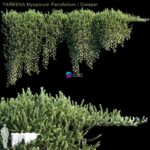 مدل سه‌بعدی گیاه رونده Myoporum Parvifolium | YAREENA Myoporum Parvifolium creeper