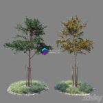 مدل سه‌بعدی درخت جوان با دو نسخه متفاوت | Young tree 01 two versions 0
